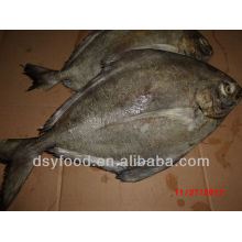 Frozen Black Pomfret Fish